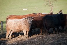 Hausrind (153 von 174).jpg